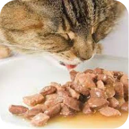 Comida húmeda